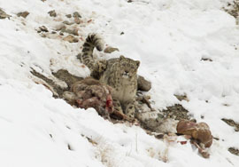 snow leopard